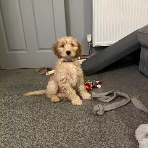 Cockapoo Dog For Sale in Ledbury, Herefordshire