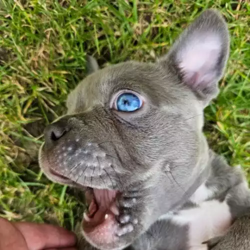 American Bully Dog For Sale in Cheltenham, Gloucestershire, England