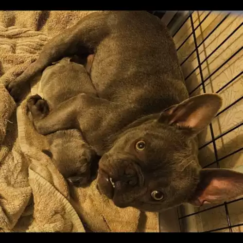 American Bully Dog For Sale in Cheltenham, Gloucestershire, England