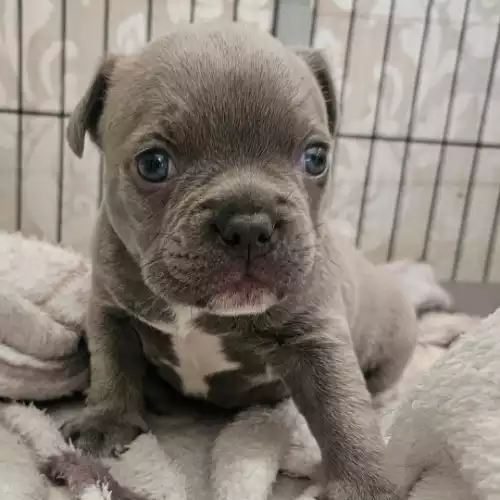 American Bully Dog For Sale in Cheltenham, Gloucestershire, England