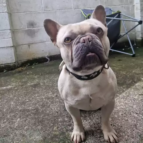 French Bulldog Dog For Stud in Belfast, County Antrim, Northern Ireland