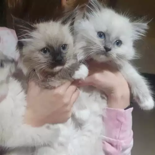 Ragdoll Cat For Sale in Coalville, Leicestershire