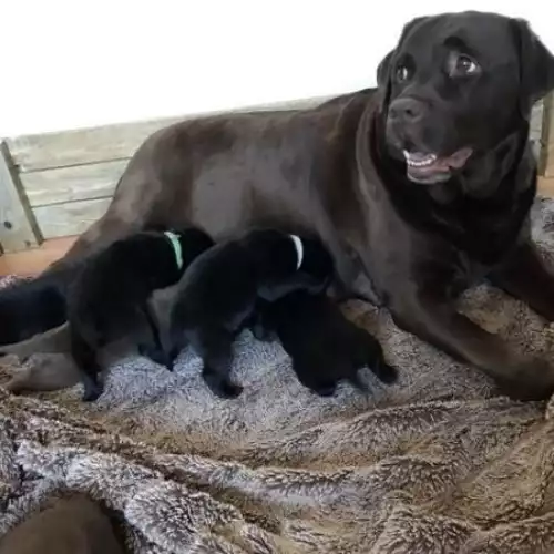 Labrador Retriever Dog For Sale in Gwaenysgor, Clwyd, Wales