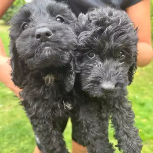 Cockapoo Dog For Sale in Scunthorpe, Lincolnshire, England