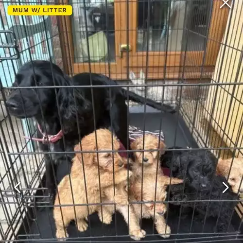 Cockapoo Dog For Sale in Scunthorpe, Lincolnshire, England