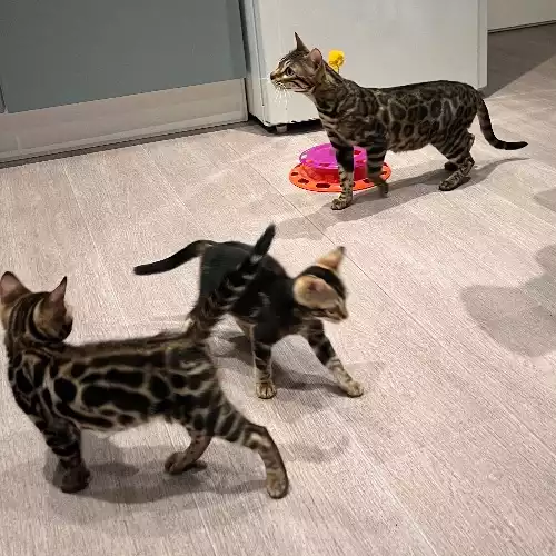 Bengal Cat For Sale in Telford, Shropshire