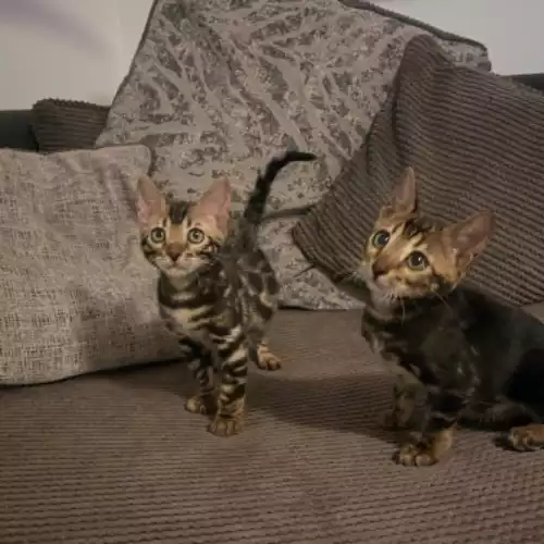 Bengal Cat For Sale in Telford, Shropshire