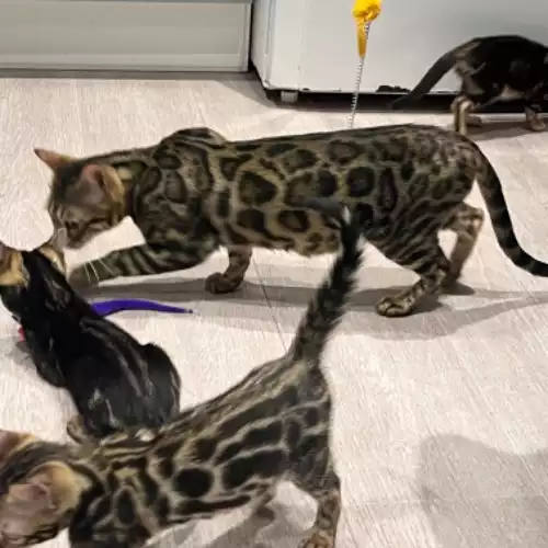 Bengal Cat For Sale in Telford, Shropshire