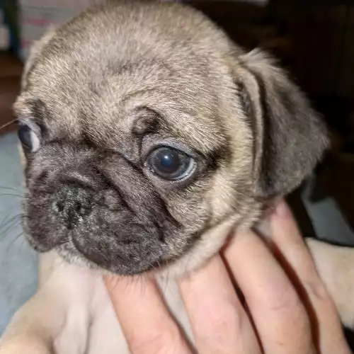 Pug Dog For Sale in Bexhill, East Sussex