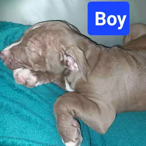 Staffordshire Bull Terrier Dog For Sale in Bircotes, Nottinghamshire