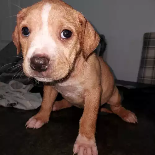 American Bully Dog For Sale in Bircotes, Nottinghamshire