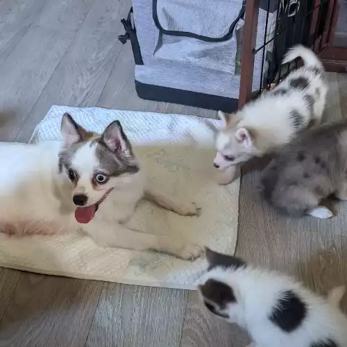 Pomsky Dog For Sale in Barking Riverside, Greater London, England