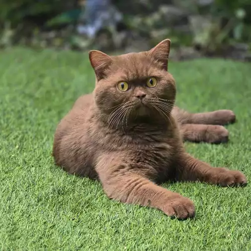 British Shorthair Cat For Stud in London