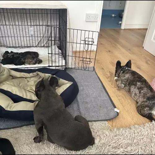 French Bulldog Dog For Sale in Vauxhall, Greater London