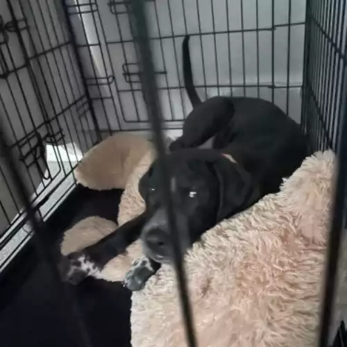 Cane Corso Dog For Adoption in Basildon, Essex, England