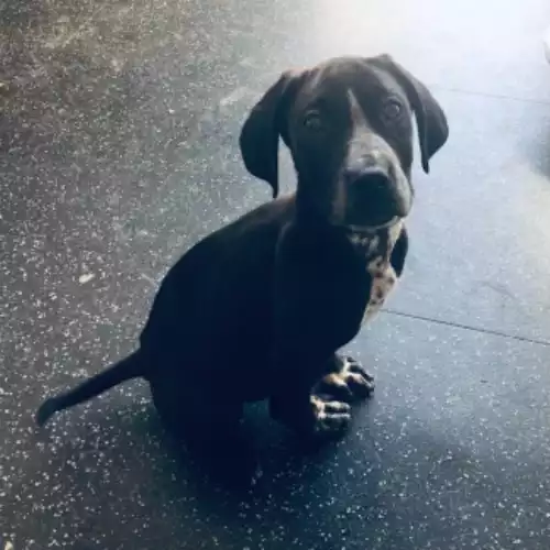 Cane Corso Dog For Adoption in Basildon, Essex, England