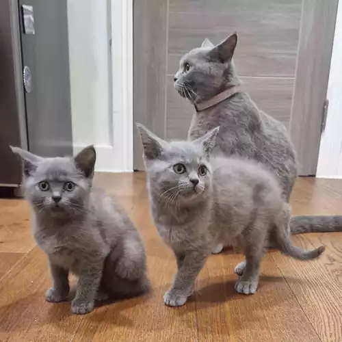 British Shorthair Cat For Sale in Crawley, West Sussex