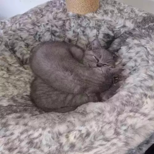 British Shorthair Cat For Sale in Crawley, West Sussex