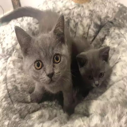 British Shorthair Cat For Sale in Crawley, West Sussex