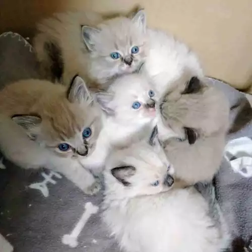 Ragdoll Cat For Sale in Nottingham