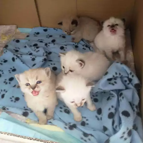 Ragdoll Cat For Sale in Nottingham