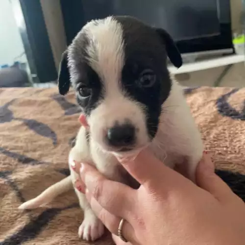 English Springer Spaniel Dog For Sale in Worksop, Nottinghamshire, England