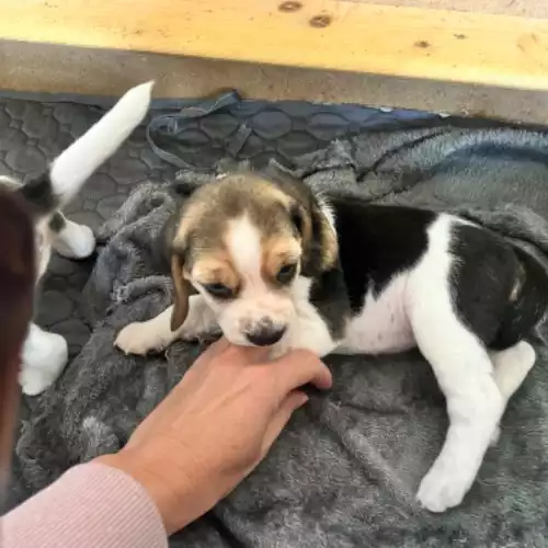 Beagle Dog For Sale in Solihull Lodge, West Midlands, England