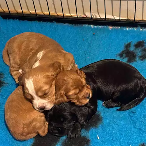 Cocker Spaniel Dog For Sale in Byfleet, Surrey