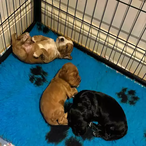 Cocker Spaniel Dog For Sale in Byfleet, Surrey