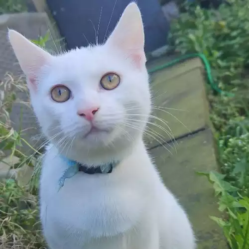 British Shorthair Cat For Sale in Birmingham