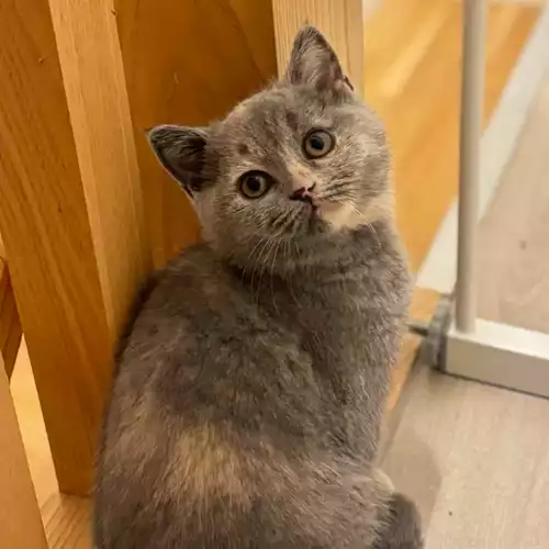 British Shorthair Cat For Sale in Preston