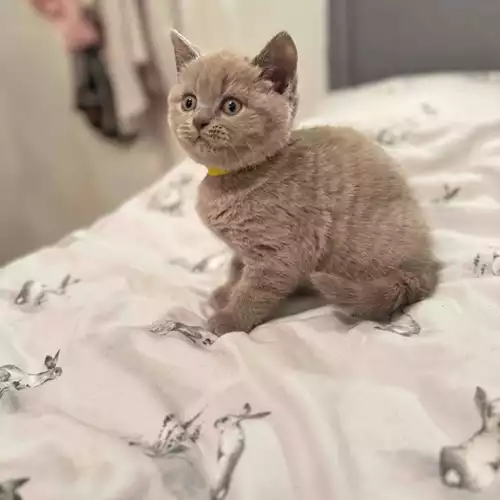 British Shorthair Cat For Sale in Preston