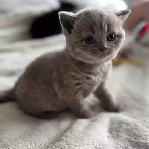 British Shorthair Cat For Sale in Preston, Lancashire, England