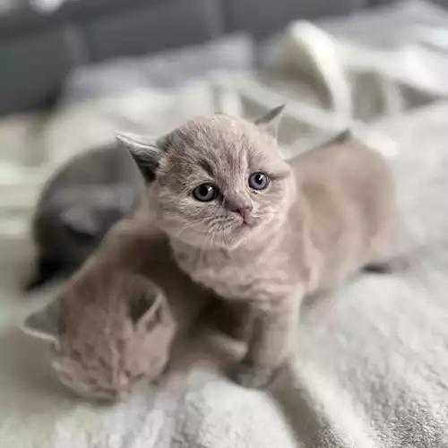 British Shorthair Cat For Sale in Preston