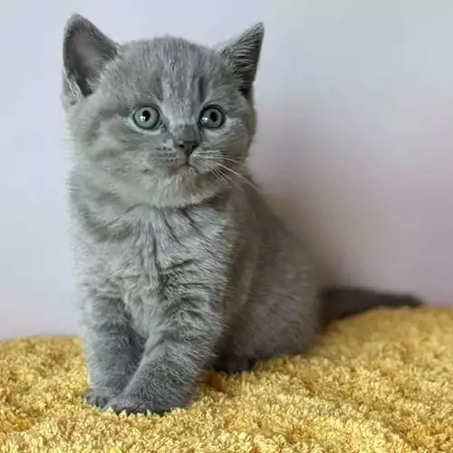 British Shorthair Cat For Sale in Preston