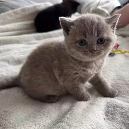 British Shorthair Cat For Sale in Preston