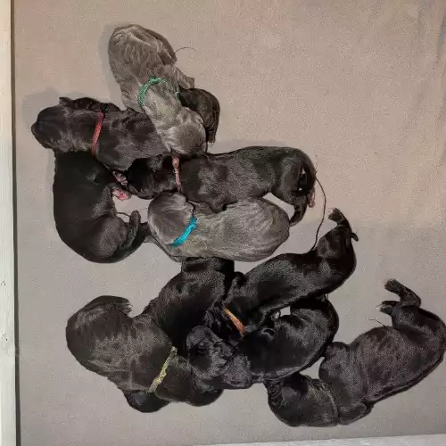 Great Dane Dog For Sale in Elgin, Moray