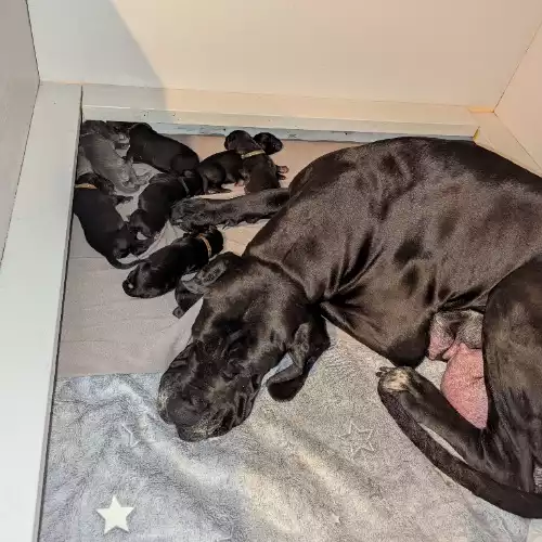 Great Dane Dog For Sale in Elgin, Moray