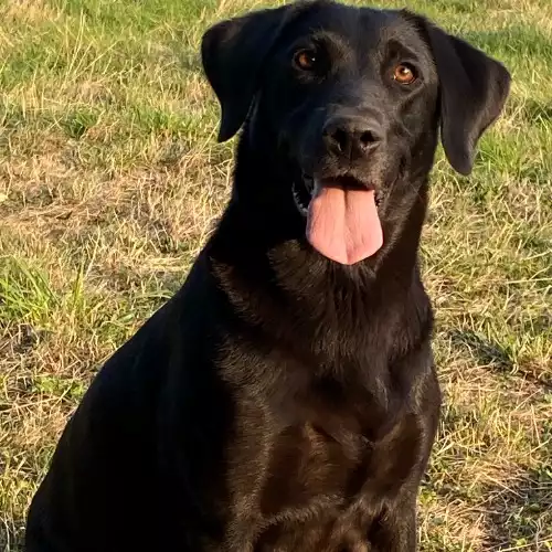 Labrador Retriever Dog For Sale in Axbridge, Somerset, England