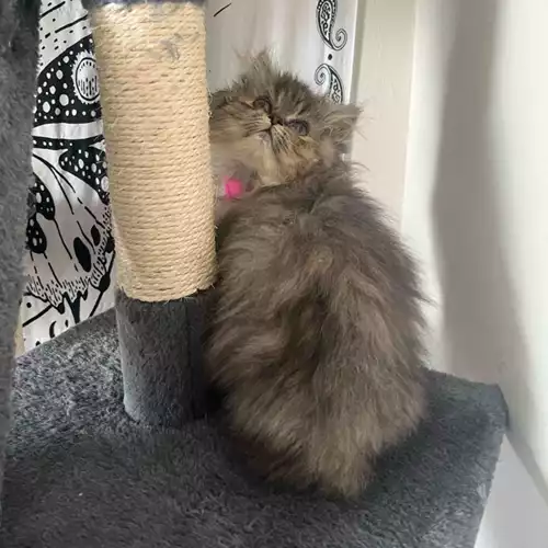 Persian Cat For Sale in Bristol