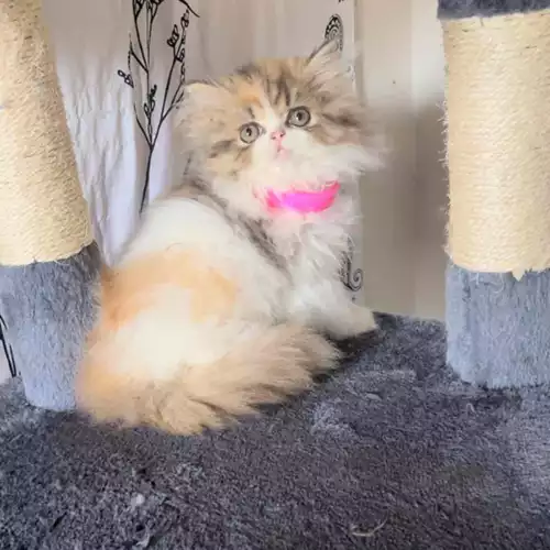 Persian Cat For Sale in Bristol, Bristol, England