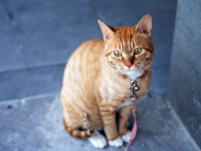 Orange tabby cat with pink leash