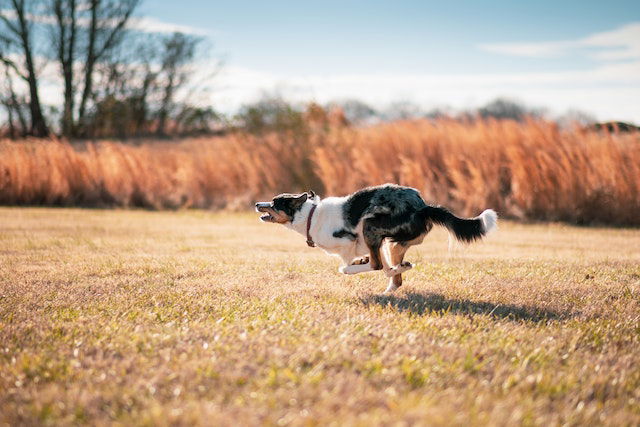 Border Collie