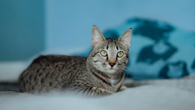 Egyptian Mau