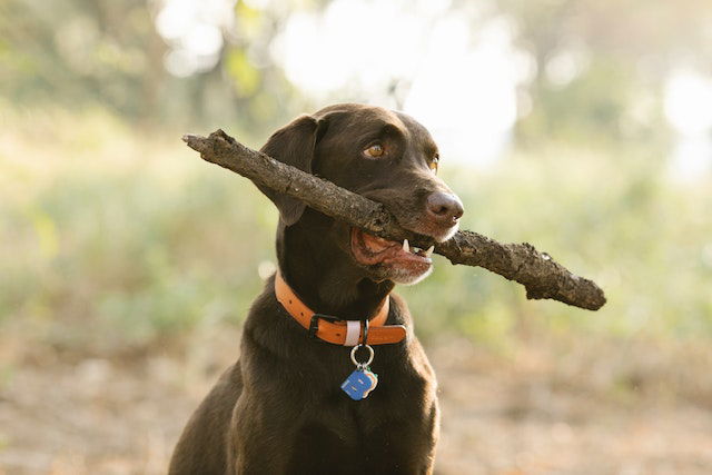 Labrador Retriever