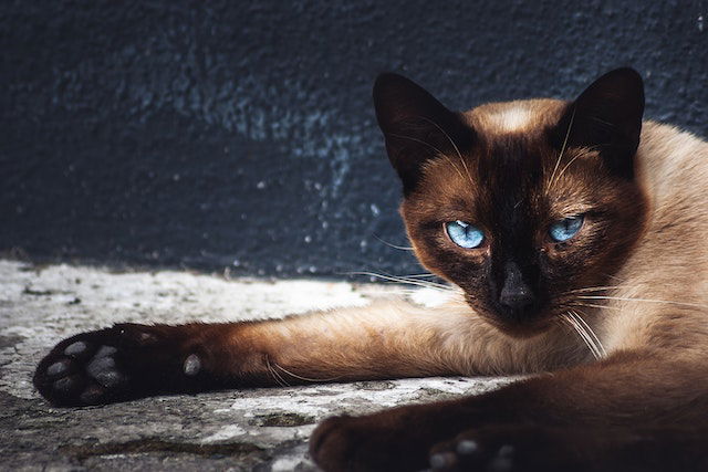 Siamese