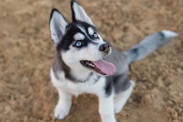 Siberian Husky