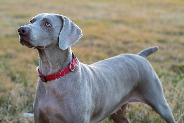 Weimaraner