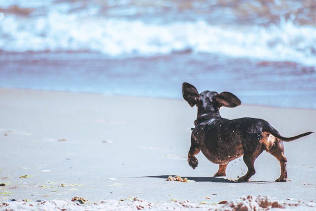 Black Chihuahua Walking on Seashore