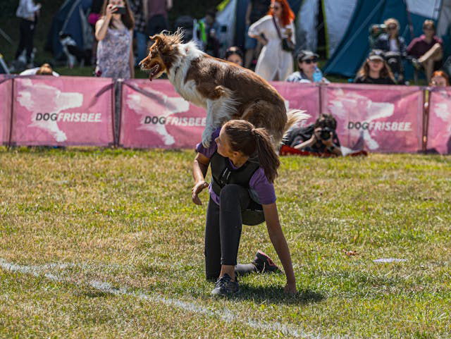 A Border Collie doing a Trick at a Competition